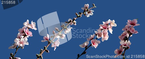 Image of Peach blossom