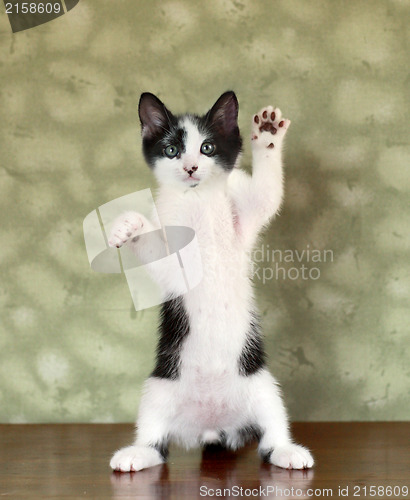 Image of Kitten Standing on Hind Legs Waving
