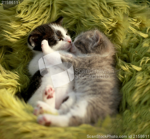 Image of Cuddling Kittens Outdoors in Natural Light