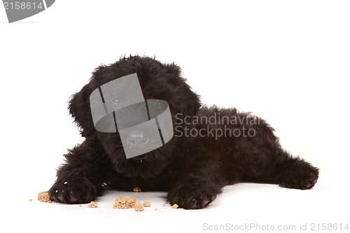Image of Little Black Russian Terrier Puppy on White Background
