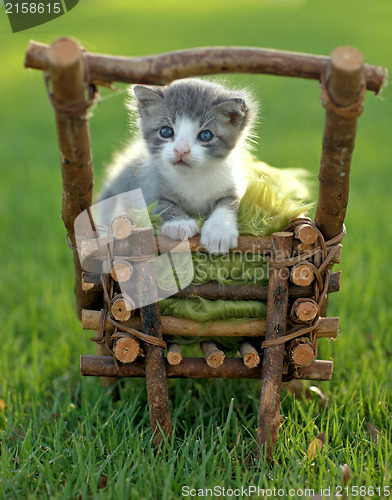 Image of Baby Kitten Outdoors in Grass