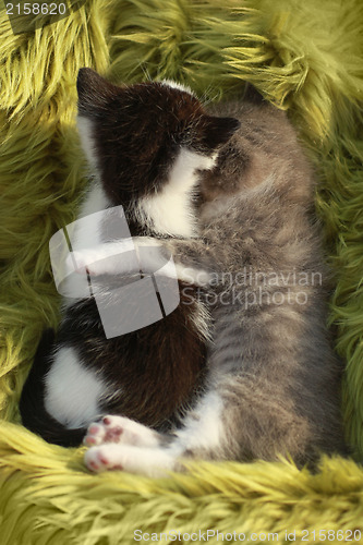 Image of Kittens Outdoors in Natural Light