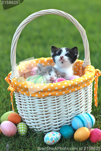 Image of Adorable Kittens in a Holiday Easter Basket