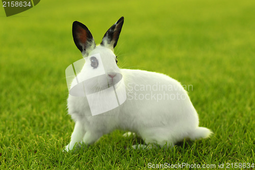 Image of  White Bunny Rabbit Outdoors in Grass