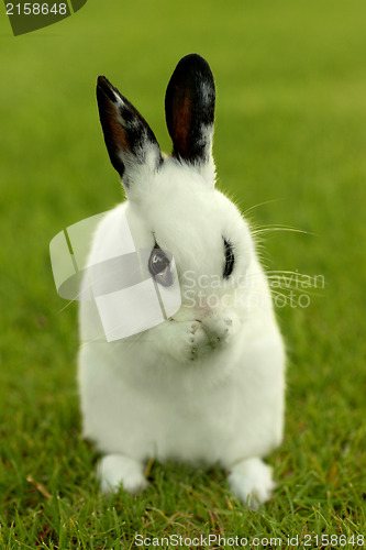 Image of  White Bunny Rabbit Outdoors in Grass