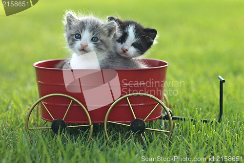 Image of Kittens Outdoors in Natural Light