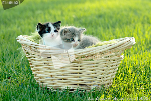 Image of Kittens Outdoors in Natural Light
