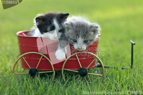 Image of Kittens Outdoors in Natural Light