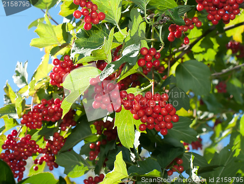 Image of Snowball tree.