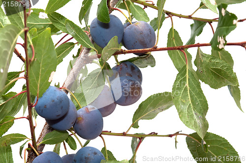 Image of Sloe.