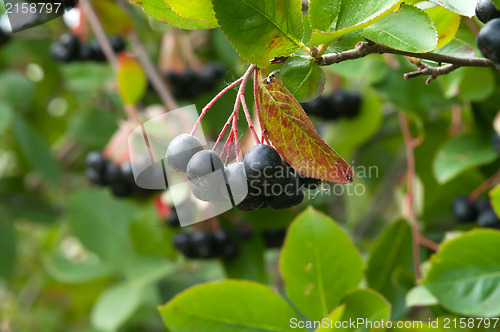 Image of Aronia.