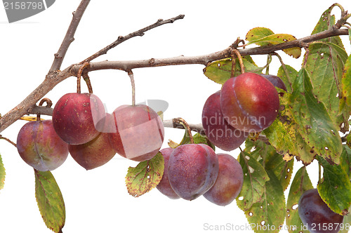 Image of Plum.