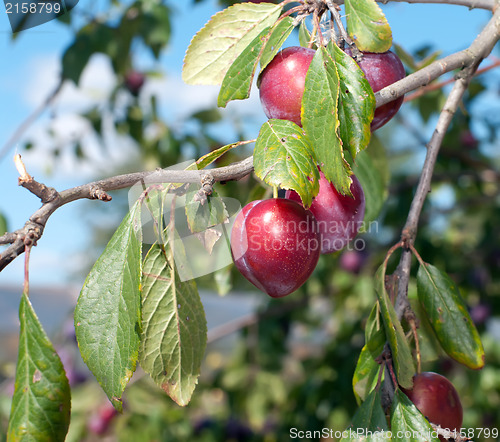 Image of Plum.