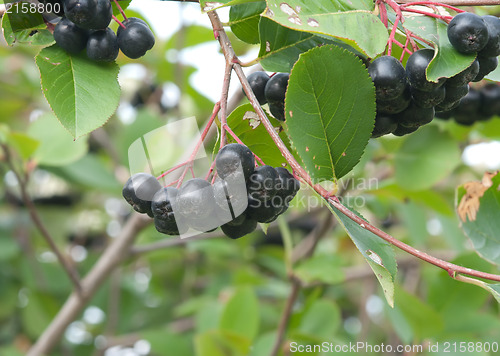 Image of Aronia.