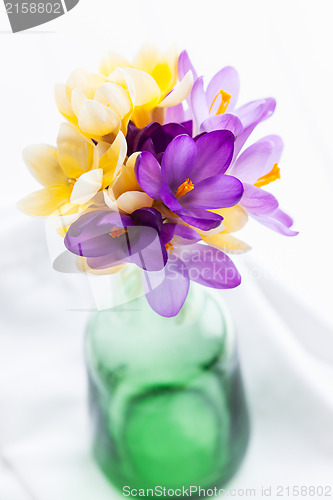 Image of Crocuses on the table