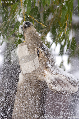 Image of Winter feeding