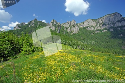 Image of Alpine meadow