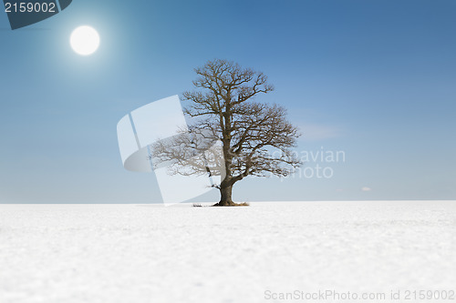 Image of Old tree on snowy field with a sun on a blue sky background