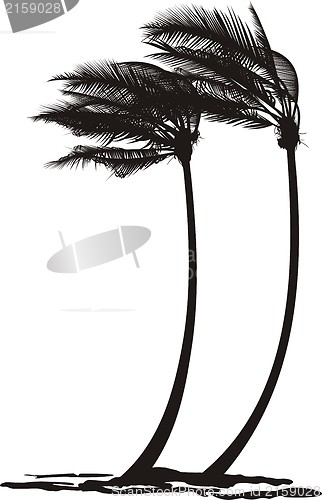 Image of Palm trees in the wind