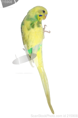 Image of Yellow Parakeet