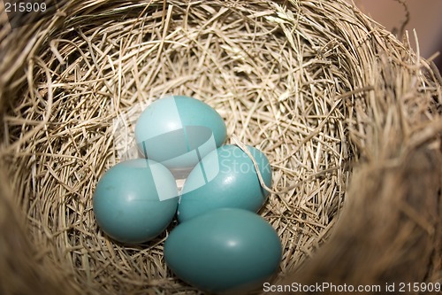 Image of Robbin Eggs