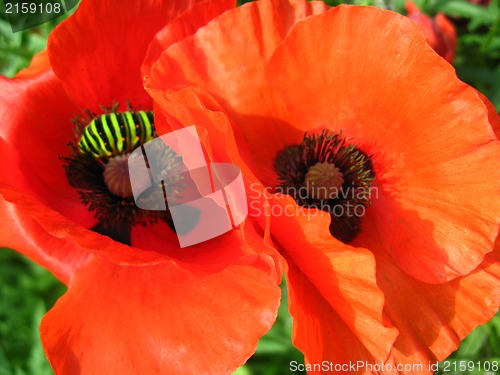 Image of beautiful red flowers of the poppy