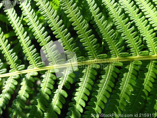 Image of Fine pattern from leaves of fern