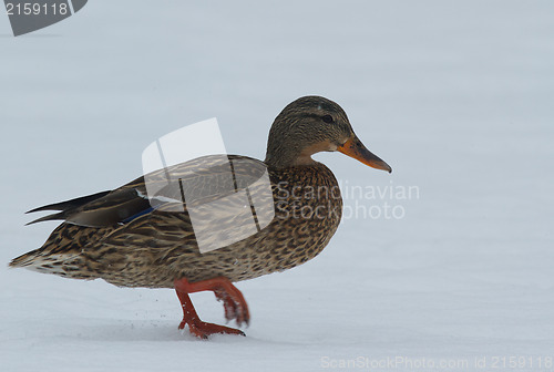 Image of Mallard in the snow