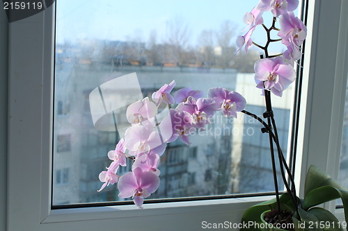 Image of Fine branch of a blossoming pink orchid