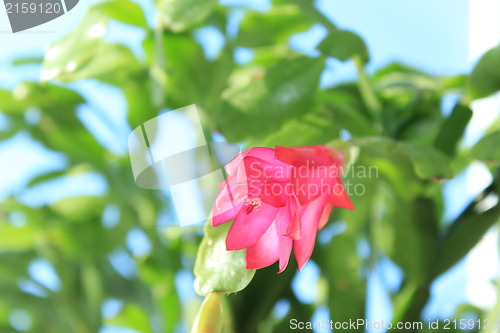 Image of Fine pink flower of Schlumbergera