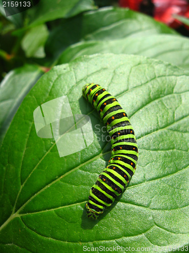 Image of Caterpillar of the butterfly  machaon on the leaf