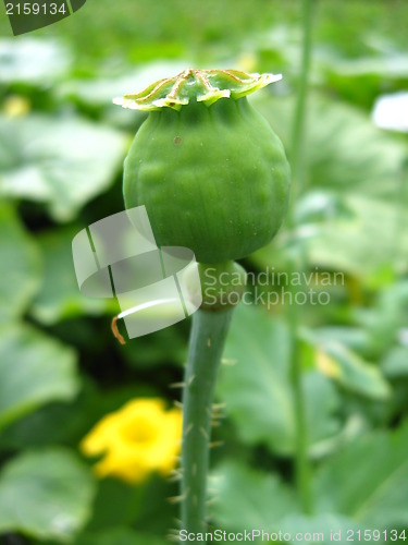 Image of green head of the poppy