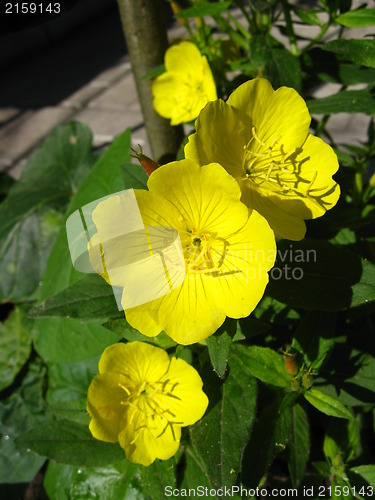 Image of yellow flowers with green leaves
