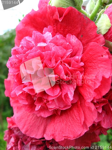 Image of beautiful red flower