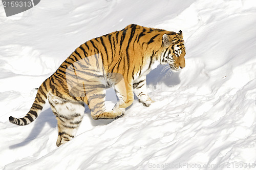 Image of Siberian tiger