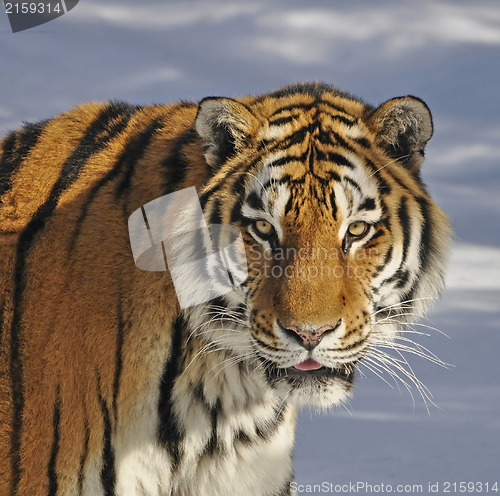 Image of Siberian tiger