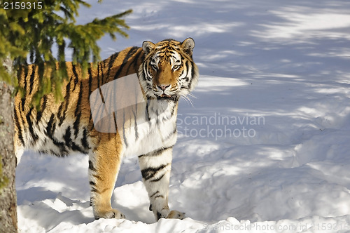 Image of Siberian tiger