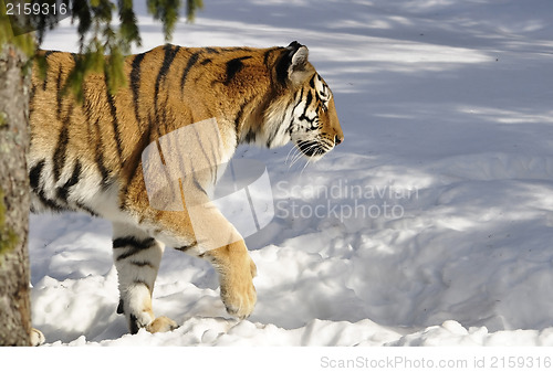 Image of Siberian tiger