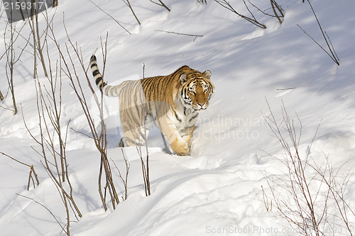 Image of Siberian tiger