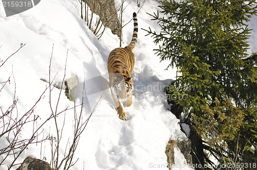 Image of Siberian tiger