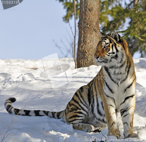 Image of Siberian tiger