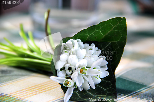 Image of Snowdrops 