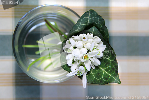 Image of Snowdrops 