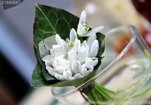 Image of Snowdrops 