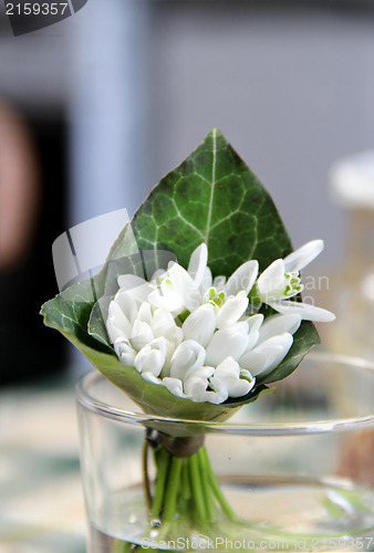 Image of Snowdrops 