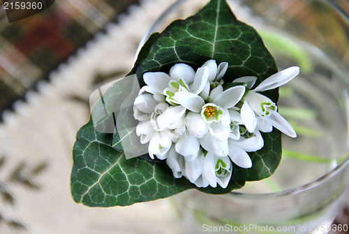 Image of Snowdrops 