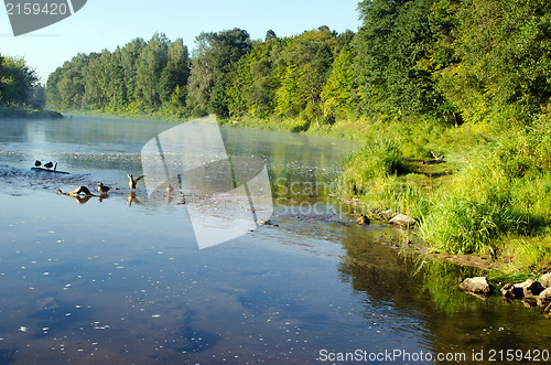 Image of duck swim misty fogy river water bay sunrise 