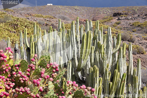 Image of Canary Islands