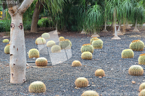 Image of Cactus garden in Tenerife