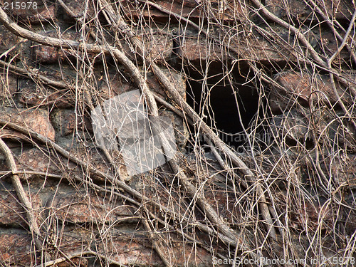 Image of Wall covered with dry vine